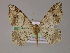  ( - BC ZSM Lep 04524)  @11 [ ] CreativeCommons - Attribution Non-Commercial Share-Alike (2010) Unspecified SNSB, Zoologische Staatssammlung Muenchen