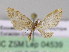  ( - BC ZSM Lep 04539)  @12 [ ] CreativeCommons - Attribution Non-Commercial Share-Alike (2010) Unspecified SNSB, Zoologische Staatssammlung Muenchen