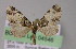  (Eupithecia AH34Ec - BC ZSM Lep 04546)  @13 [ ] CreativeCommons - Attribution Non-Commercial Share-Alike (2010) Unspecified SNSB, Zoologische Staatssammlung Muenchen