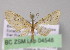 (Eupithecia AH41Ec - BC ZSM Lep 04548)  @13 [ ] CreativeCommons - Attribution Non-Commercial Share-Alike (2010) Unspecified SNSB, Zoologische Staatssammlung Muenchen