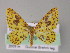  ( - BC ZSM Lep 04551)  @11 [ ] CreativeCommons - Attribution Non-Commercial Share-Alike (2010) Unspecified SNSB, Zoologische Staatssammlung Muenchen