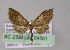  (Eupithecia AH02Ec - BC ZSM Lep 04561)  @14 [ ] CreativeCommons - Attribution Non-Commercial Share-Alike (2010) Unspecified SNSB, Zoologische Staatssammlung Muenchen