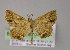  (Isochromodes AH18Ec - BC ZSM Lep 04563)  @14 [ ] CreativeCommons - Attribution Non-Commercial Share-Alike (2010) Unspecified SNSB, Zoologische Staatssammlung Muenchen