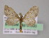  (Eupithecia AH30Ec - BC ZSM Lep 04580)  @14 [ ] CreativeCommons - Attribution Non-Commercial Share-Alike (2010) Unspecified SNSB, Zoologische Staatssammlung Muenchen