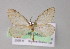  ( - BC ZSM Lep 04584)  @13 [ ] CreativeCommons - Attribution Non-Commercial Share-Alike (2010) Unspecified SNSB, Zoologische Staatssammlung Muenchen