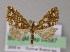  ( - BC ZSM Lep 04587)  @12 [ ] CreativeCommons - Attribution Non-Commercial Share-Alike (2010) Unspecified SNSB, Zoologische Staatssammlung Muenchen