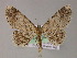  ( - BC ZSM Lep 04595)  @13 [ ] CreativeCommons - Attribution Non-Commercial Share-Alike (2010) Unspecified SNSB, Zoologische Staatssammlung Muenchen