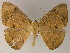 ( - BC ZSM Lep 04599)  @14 [ ] CreativeCommons - Attribution Non-Commercial Share-Alike (2010) Unspecified SNSB, Zoologische Staatssammlung Muenchen