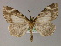  ( - BC ZSM Lep 04605)  @15 [ ] CreativeCommons - Attribution Non-Commercial Share-Alike (2010) Unspecified SNSB, Zoologische Staatssammlung Muenchen