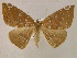 ( - BC ZSM Lep 05931)  @14 [ ] CreativeCommons - Attribution Non-Commercial Share-Alike (2010) Unspecified SNSB, Zoologische Staatssammlung Muenchen