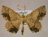  (Isochromodes atristicta - BC ZSM Lep 05933)  @15 [ ] CreativeCommons - Attribution Non-Commercial Share-Alike (2010) Unspecified SNSB, Zoologische Staatssammlung Muenchen