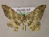  ( - BC ZSM Lep 05935)  @13 [ ] CreativeCommons - Attribution Non-Commercial Share-Alike (2010) Unspecified SNSB, Zoologische Staatssammlung Muenchen