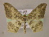  ( - BC ZSM Lep 05938)  @14 [ ] CreativeCommons - Attribution Non-Commercial Share-Alike (2010) Unspecified SNSB, Zoologische Staatssammlung Muenchen