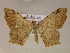  ( - BC ZSM Lep 05944)  @14 [ ] CreativeCommons - Attribution Non-Commercial Share-Alike (2010) Unspecified SNSB, Zoologische Staatssammlung Muenchen