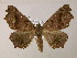  (Pero nigraAH02Br - BC ZSM Lep 05952)  @15 [ ] CreativeCommons - Attribution Non-Commercial Share-Alike (2010) Unspecified SNSB, Zoologische Staatssammlung Muenchen