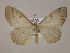  (Nephodia panaceaAM02Br - BC ZSM Lep 05955)  @14 [ ] CreativeCommons - Attribution Non-Commercial Share-Alike (2010) Unspecified SNSB, Zoologische Staatssammlung Muenchen