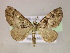  ( - BC ZSM Lep 05969)  @14 [ ] CreativeCommons - Attribution Non-Commercial Share-Alike (2010) Unspecified SNSB, Zoologische Staatssammlung Muenchen