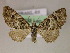  ( - BC ZSM Lep 05971)  @13 [ ] CreativeCommons - Attribution Non-Commercial Share-Alike (2010) Unspecified SNSB, Zoologische Staatssammlung Muenchen