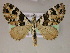  ( - BC ZSM Lep 05980)  @14 [ ] CreativeCommons - Attribution Non-Commercial Share-Alike (2010) Unspecified SNSB, Zoologische Staatssammlung Muenchen