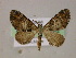  ( - BC ZSM Lep 05982)  @13 [ ] CreativeCommons - Attribution Non-Commercial Share-Alike (2010) Unspecified SNSB, Zoologische Staatssammlung Muenchen