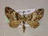  (Eupithecia AM01Br - BC ZSM Lep 05983)  @14 [ ] CreativeCommons - Attribution Non-Commercial Share-Alike (2010) Unspecified SNSB, Zoologische Staatssammlung Muenchen