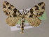  ( - BC ZSM Lep 05986)  @13 [ ] CreativeCommons - Attribution Non-Commercial Share-Alike (2010) Unspecified SNSB, Zoologische Staatssammlung Muenchen