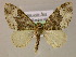  ( - BC ZSM Lep 05994)  @14 [ ] CreativeCommons - Attribution Non-Commercial Share-Alike (2010) Unspecified SNSB, Zoologische Staatssammlung Muenchen