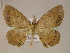  (Isochromodes lignicolor - BC ZSM Lep 05996)  @13 [ ] CreativeCommons - Attribution Non-Commercial Share-Alike (2010) Unspecified SNSB, Zoologische Staatssammlung Muenchen