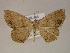  ( - BC ZSM Lep 05997)  @13 [ ] CreativeCommons - Attribution Non-Commercial Share-Alike (2010) Unspecified SNSB, Zoologische Staatssammlung Muenchen