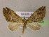  (Rhopalodes ligezeraAM01Br - BC ZSM Lep 06001)  @14 [ ] CreativeCommons - Attribution Non-Commercial Share-Alike (2010) Unspecified SNSB, Zoologische Staatssammlung Muenchen