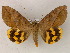  ( - BC ZSM Lep 06015)  @14 [ ] CreativeCommons - Attribution Non-Commercial Share-Alike (2010) Unspecified SNSB, Zoologische Staatssammlung Muenchen