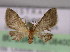  ( - BC ZSM Lep 08400)  @11 [ ] CreativeCommons - Attribution Non-Commercial Share-Alike (2010) Unspecified SNSB, Zoologische Staatssammlung Muenchen