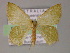  ( - BC ZSM Lep 08401)  @13 [ ] CreativeCommons - Attribution Non-Commercial Share-Alike (2010) Unspecified SNSB, Zoologische Staatssammlung Muenchen