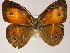  ( - BC ZSM Lep 08413)  @13 [ ] CreativeCommons - Attribution Non-Commercial Share-Alike (2010) Unspecified SNSB, Zoologische Staatssammlung Muenchen