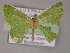 ( - BC ZSM Lep 08428)  @13 [ ] CreativeCommons - Attribution Non-Commercial Share-Alike (2010) Unspecified SNSB, Zoologische Staatssammlung Muenchen