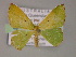  ( - BC ZSM Lep 08450)  @13 [ ] CreativeCommons - Attribution Non-Commercial Share-Alike (2010) Unspecified SNSB, Zoologische Staatssammlung Muenchen