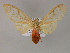  ( - BC ZSM Lep 08482)  @13 [ ] CreativeCommons - Attribution Non-Commercial Share-Alike (2010) Unspecified SNSB, Zoologische Staatssammlung Muenchen