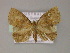  ( - BC ZSM Lep 08485)  @14 [ ] CreativeCommons - Attribution Non-Commercial Share-Alike (2010) Unspecified SNSB, Zoologische Staatssammlung Muenchen