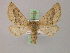  (Crocallis mirabilis - BC ZSM Lep 08595)  @14 [ ] CreativeCommons - Attribution Non-Commercial Share-Alike (2010) Unspecified SNSB, Zoologische Staatssammlung Muenchen