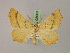  ( - BC ZSM Lep 08603)  @14 [ ] CreativeCommons - Attribution Non-Commercial Share-Alike (2010) Unspecified SNSB, Zoologische Staatssammlung Muenchen