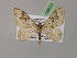  (Xanthorhoe bigeminata - BC ZSM Lep 08605)  @11 [ ] CreativeCommons - Attribution Non-Commercial Share-Alike (2010) Unspecified SNSB, Zoologische Staatssammlung Muenchen