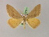  ( - BC ZSM Lep 08614)  @11 [ ] CreativeCommons - Attribution Non-Commercial Share-Alike (2010) Unspecified SNSB, Zoologische Staatssammlung Muenchen