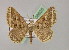  ( - BC ZSM Lep 08625)  @11 [ ] CreativeCommons - Attribution Non-Commercial Share-Alike (2010) Unspecified SNSB, Zoologische Staatssammlung Muenchen