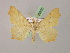  (Ennomos olivaria - BC ZSM Lep 08630)  @11 [ ] CreativeCommons - Attribution Non-Commercial Share-Alike (2010) Unspecified SNSB, Zoologische Staatssammlung Muenchen