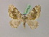  (Euphyia khorassanaAH01Ir - BC ZSM Lep 08633)  @14 [ ] CreativeCommons - Attribution Non-Commercial Share-Alike (2010) Unspecified SNSB, Zoologische Staatssammlung Muenchen