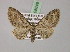 (Eupithecia pseudoicterata - BC ZSM Lep 08649)  @11 [ ] CreativeCommons - Attribution Non-Commercial Share-Alike (2010) Unspecified SNSB, Zoologische Staatssammlung Muenchen