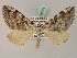  (Aplocera uniformata - BC ZSM Lep 08675)  @15 [ ] CreativeCommons - Attribution Non-Commercial Share-Alike (2010) Unspecified SNSB, Zoologische Staatssammlung Muenchen