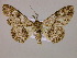  ( - BC ZSM Lep 14825)  @13 [ ] CreativeCommons - Attribution Non-Commercial Share-Alike (2010) Unspecified SNSB, Zoologische Staatssammlung Muenchen