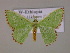  (Comibaena theodori - BC ZSM Lep 14842)  @15 [ ] CreativeCommons - Attribution Non-Commercial Share-Alike (2010) Unspecified SNSB, Zoologische Staatssammlung Muenchen