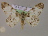  (Cleora oculata - BC ZSM Lep 14852)  @14 [ ] CreativeCommons - Attribution Non-Commercial Share-Alike (2010) Unspecified SNSB, Zoologische Staatssammlung Muenchen